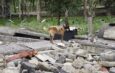 Ejército Mexicano demuestra capacidad de binomios caninos en búsqueda de personas atrapadas