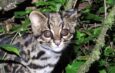 Avistan gato tigre nublado en zona de Bolivia sin registros previos