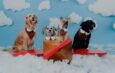 Realizarán sesión fotográfica con mascotas en Tijuana para apoyar a Fundación Karu Pet Rescue