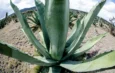 Guanajuato consolida liderazgo como segundo productor nacional de agave tequilero