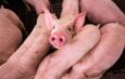 Científicos argentinos logran la primera clonación porcina para trasplantes en Latinoamérica