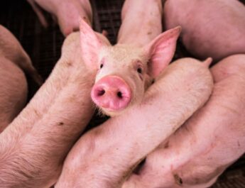 Científicos argentinos logran la primera clonación porcina para trasplantes en Latinoamérica