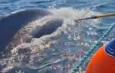 Profepa libera a ballena jorobada atrapada en red de nylon en Baja California Sur
