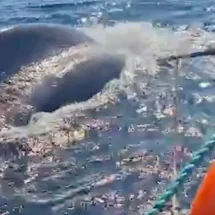Profepa libera a ballena jorobada atrapada en red de nylon en Baja California Sur