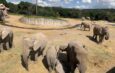 Africam Safari donará taquilla del 5 de julio a los Topos de Tlatelolco para ayuda en Venezuela