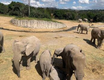 Africam Safari donará taquilla del 5 de julio a los Topos de Tlatelolco para ayuda en Venezuela
