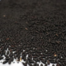 Inicia en Chiapas planta de moscas estériles para reabrir exportación ganadera a EE.UU.