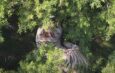 Capturan al tigre de Bengala que escapó en Tepetlaoxtoc