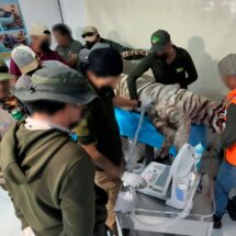 Muere tigre Kenzo por disparo policial durante operativo de captura en Tepetlaoxtoc
