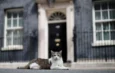 Larry, el gato de Downing Street, recibe a su séptimo primer ministro británico desde 2011