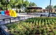 Jardín Hidalgo de Coyoacán atrae mariposas y aves tras convertirse en polinizador