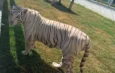 Aseguran 135 animales exóticos, incluidos tigres y jaguares, en cateos por huachicol en Tamaulipas