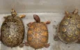Jueza federal decreta prisión sin fianza contra Georgina Bribiesca por tráfico de reptiles